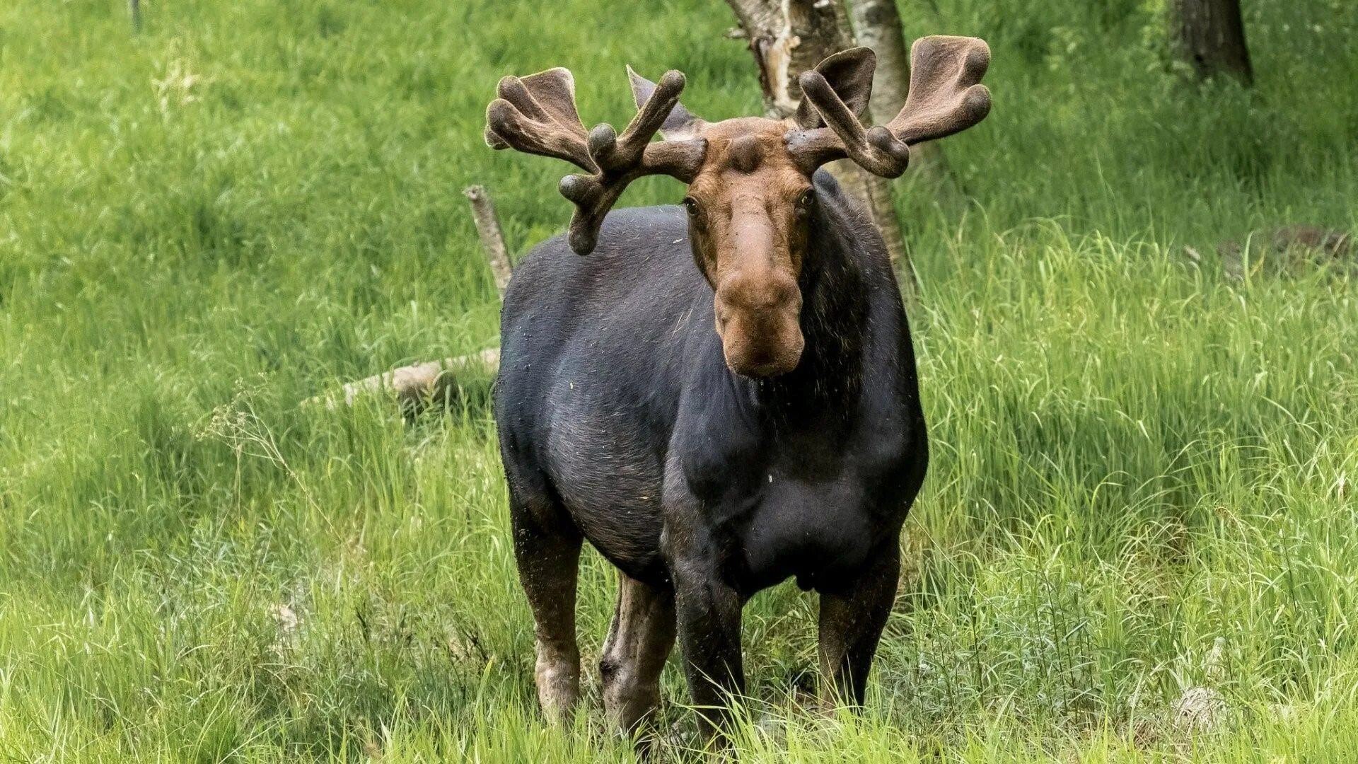 Лось без рогов. Безрогий Лось. Американский Лось. Уссурийский Лось.