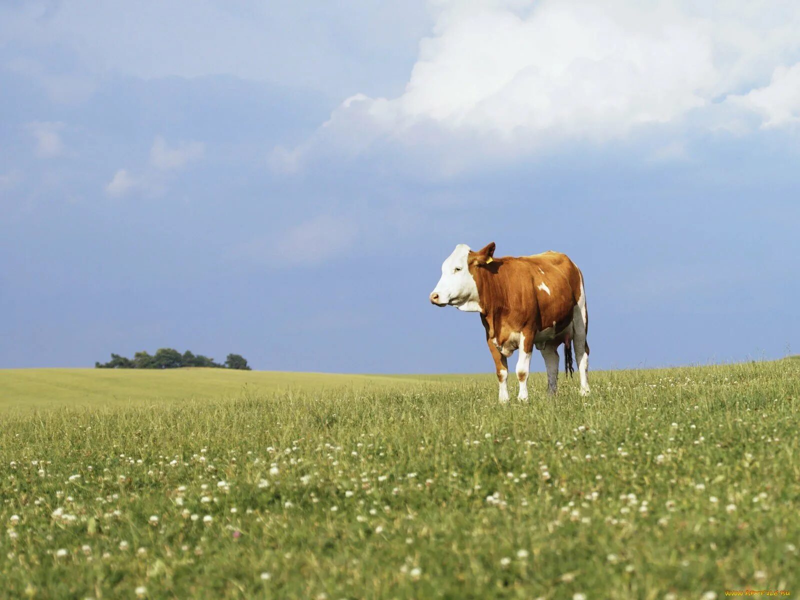 Поле коровки. Коровы на лугу. Коровы в поле. Коровы пасутся на поле. Луг с коровами.