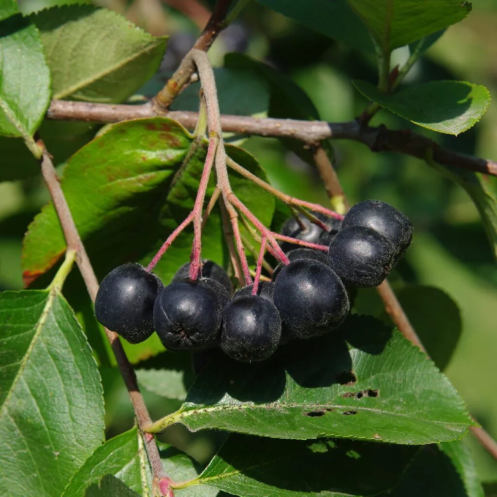 черноплодная рябина огэ