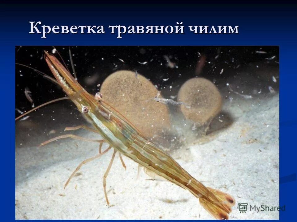 Чилим травяной дальневосточный. Креветка травяная pandalus latirostris. Сахалинская креветка чилим. Чилим травяной дальневосточный. Чилим морской креветка.
