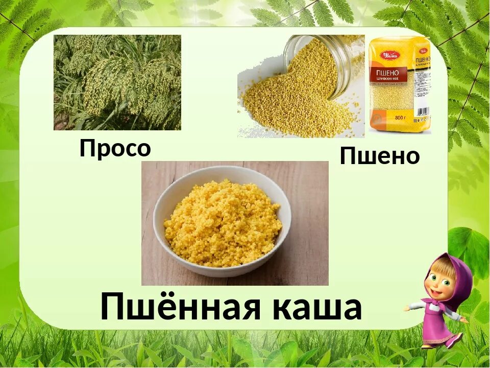 Как получается пшенная крупа. Просо пшено пшенная каша. каша из просо. пшено просо. крупы для детей.
