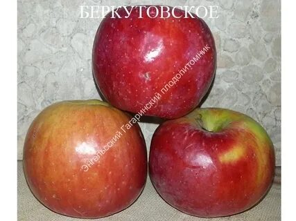 Яблоня беркутовская описание сорта фото отзывы