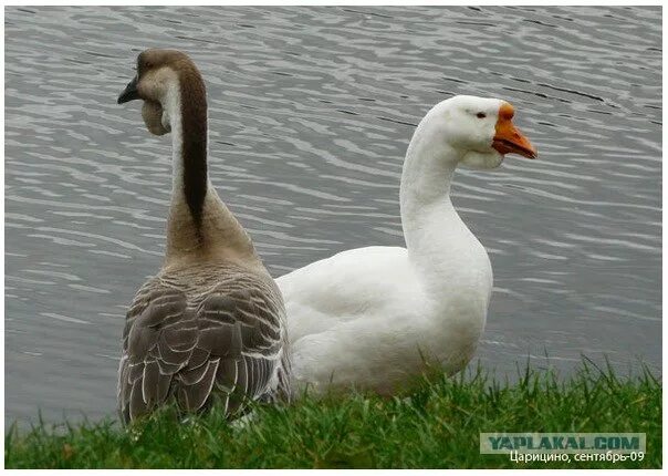 серый и белый гусь. два белых гуся. гуси во дворе. белый гусь на белом фоне. белый гусь.