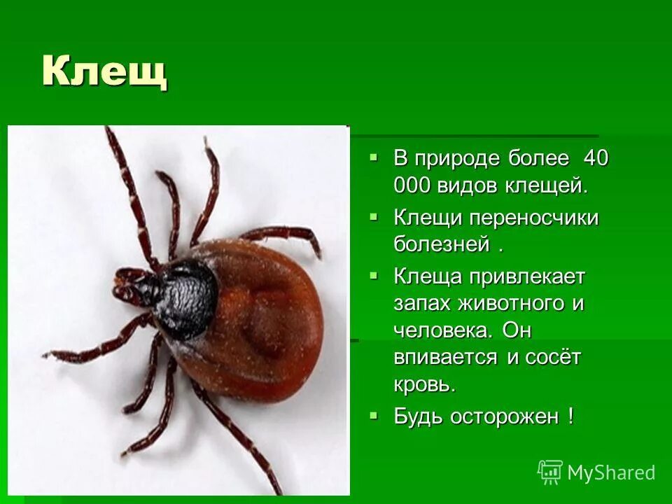 Проект лесные опасности вывод. Проект лесные опасности. Проект лесные опасности 2 класс окружающий. Лесные опасности 2 класс окружающий мир. Лесные опасности окружающий мир.