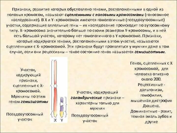 Признаки развитие которых обусловлено генами расположенными. Псевдоаутосомное наследование задачи. Псвевдоаутосомное наследование примеры. Псевдоаутосомное наследование задачи ЕГЭ.