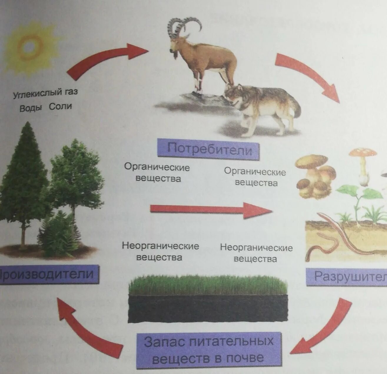 Модель круговорота веществ в природе 3 класс окружающий мир. Модель демонстрирующая круговорот веществ. Модель круговорота веществ в природе рисунок. Круговорот веществ в природе 3 класс модель. Живые организмы производители потребители разрушители