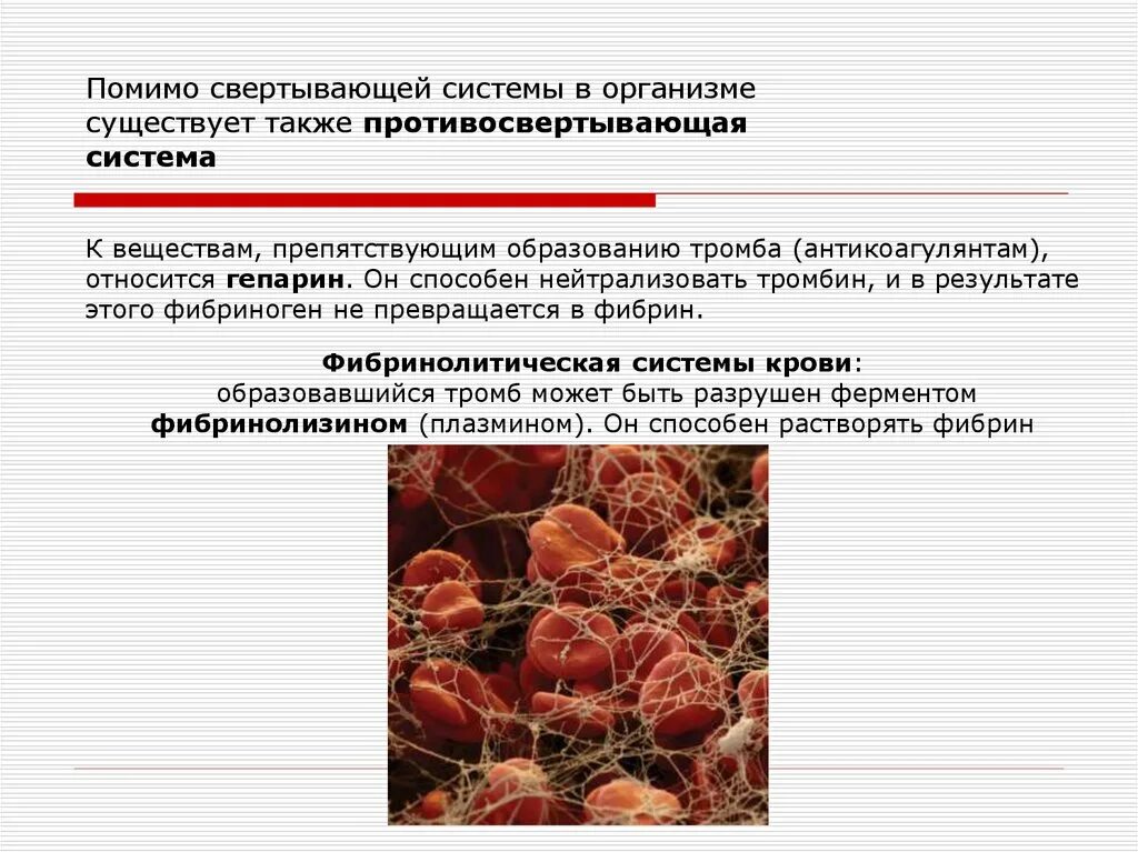 Кровь образуется в печени. Фибрин функции в организме. Вещества препятствующие образованию тромбов. Свертывающая функция крови.