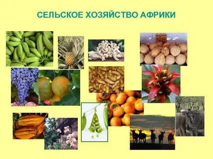Отрасли сельского хозяйства африки