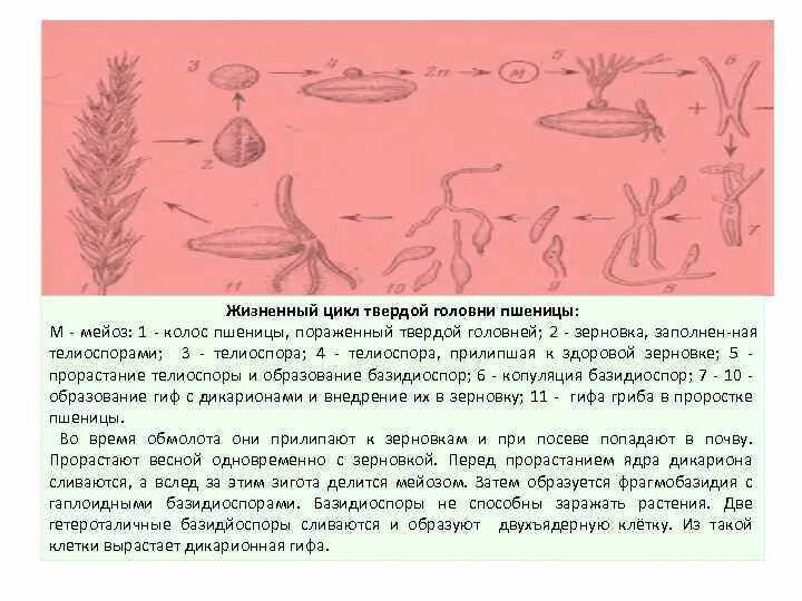 Как происходит размножение и развитие головней