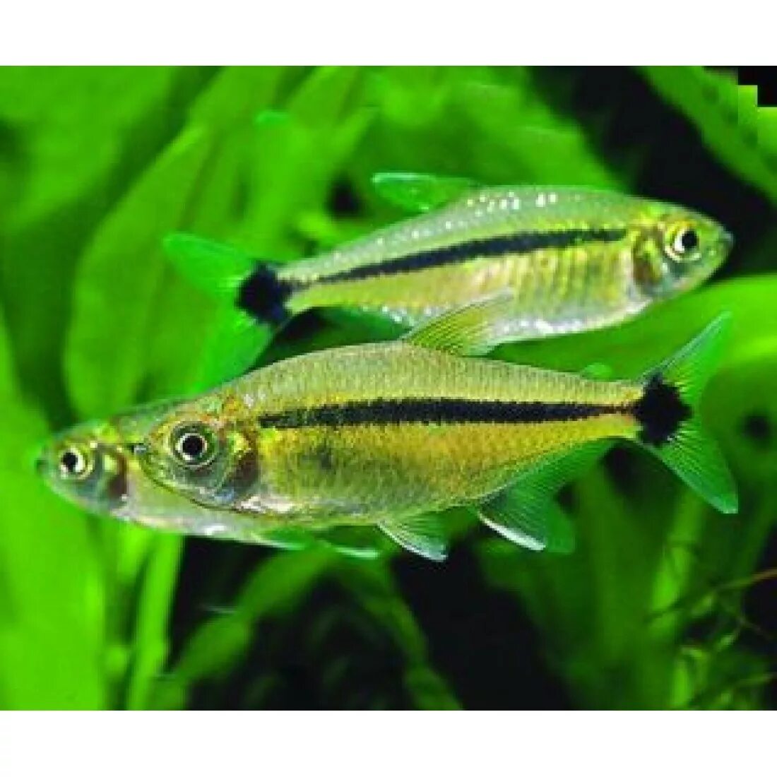 Тетра Лимонная (Hyphessobrycon Pulchripinnis) купить недорого в Москве Амигофиш