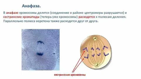 Анафаза хромосомы
