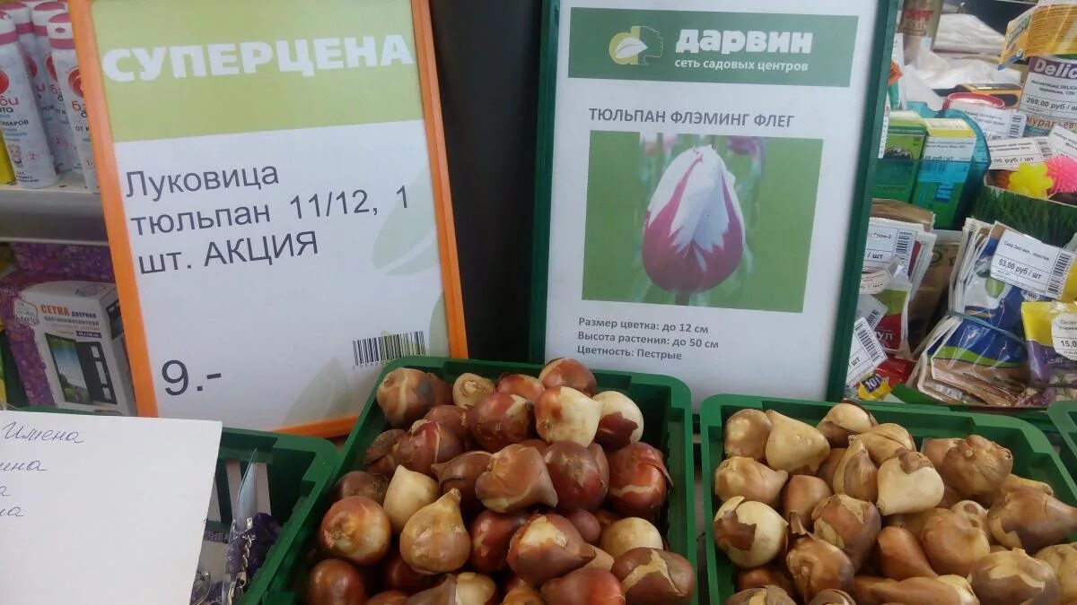 Семена кабачков синего цвета. Кабачок ультраскороспелый уральский дачник. Дарвин семена. Дарвин семена. Дарвин семена.