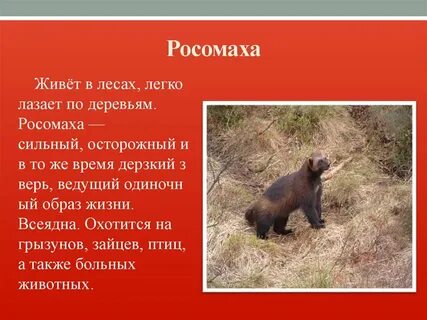 Редкие животные ленинградской