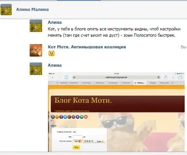 Блог кота