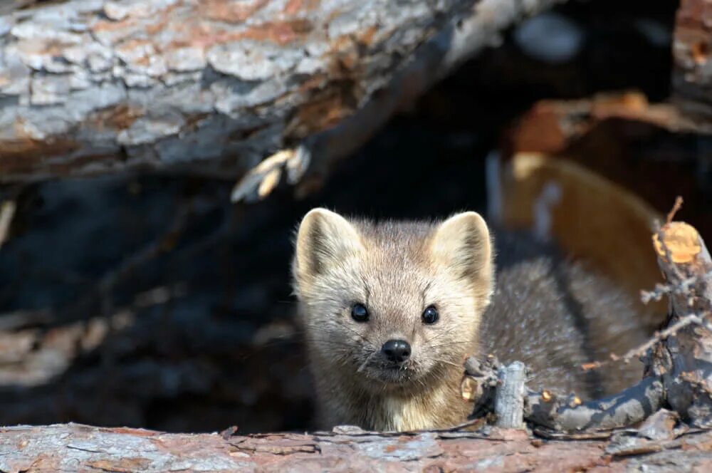 Для разведения и сохранения соболя создан заповедник. Сибирский баргузинский соболь. Размножение соболя в россии. Баргузинский соболь байкала. Соболь заповедник витимский.