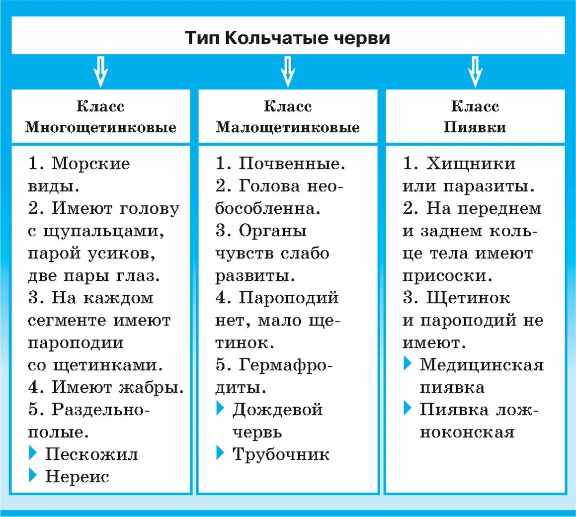 3 признака кольчатых червей. Характеристика кольчатых червей 7 класс таблица. Характеристика кольчатых червей таблица. Характеристика классов кольчатых червей таблица 7. Типы кольчатых червей таблица.