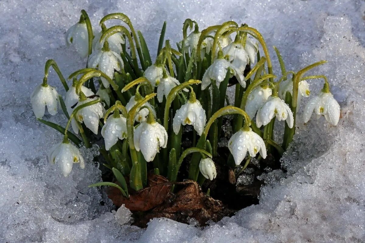 Первые цветы подснежники. Пролески, подснежники, крокусы. Весна,подснежники,пролески. Апрель подснежник. Символ весны.