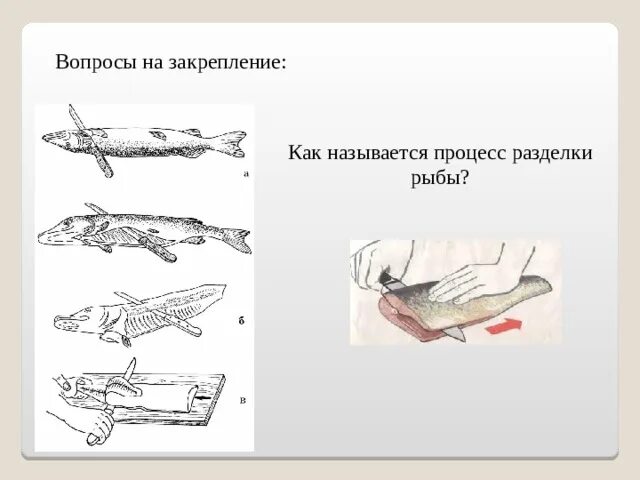 Схема разделки рыбы на филе. Схема разделки рыбы на филе без кожи и костей. технологический процесс разделки рыбы. разделка рыбы кратко.