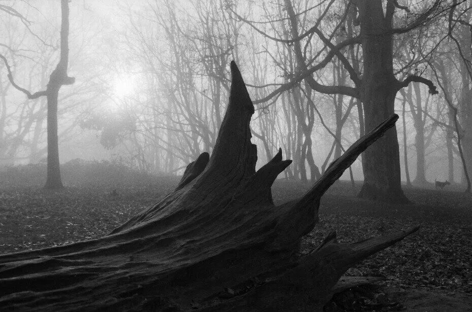 Загадочная никому не известная страна безудержно влекла. Жуткая атмосфера. Сонная Лощина лес. Сонная Лощина туман. Сонная Лощина природа.