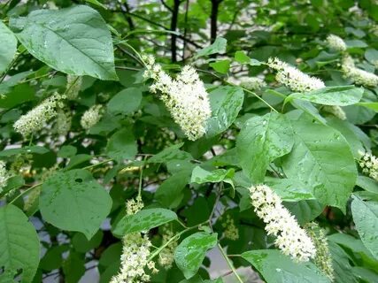 Шире широкие цвела