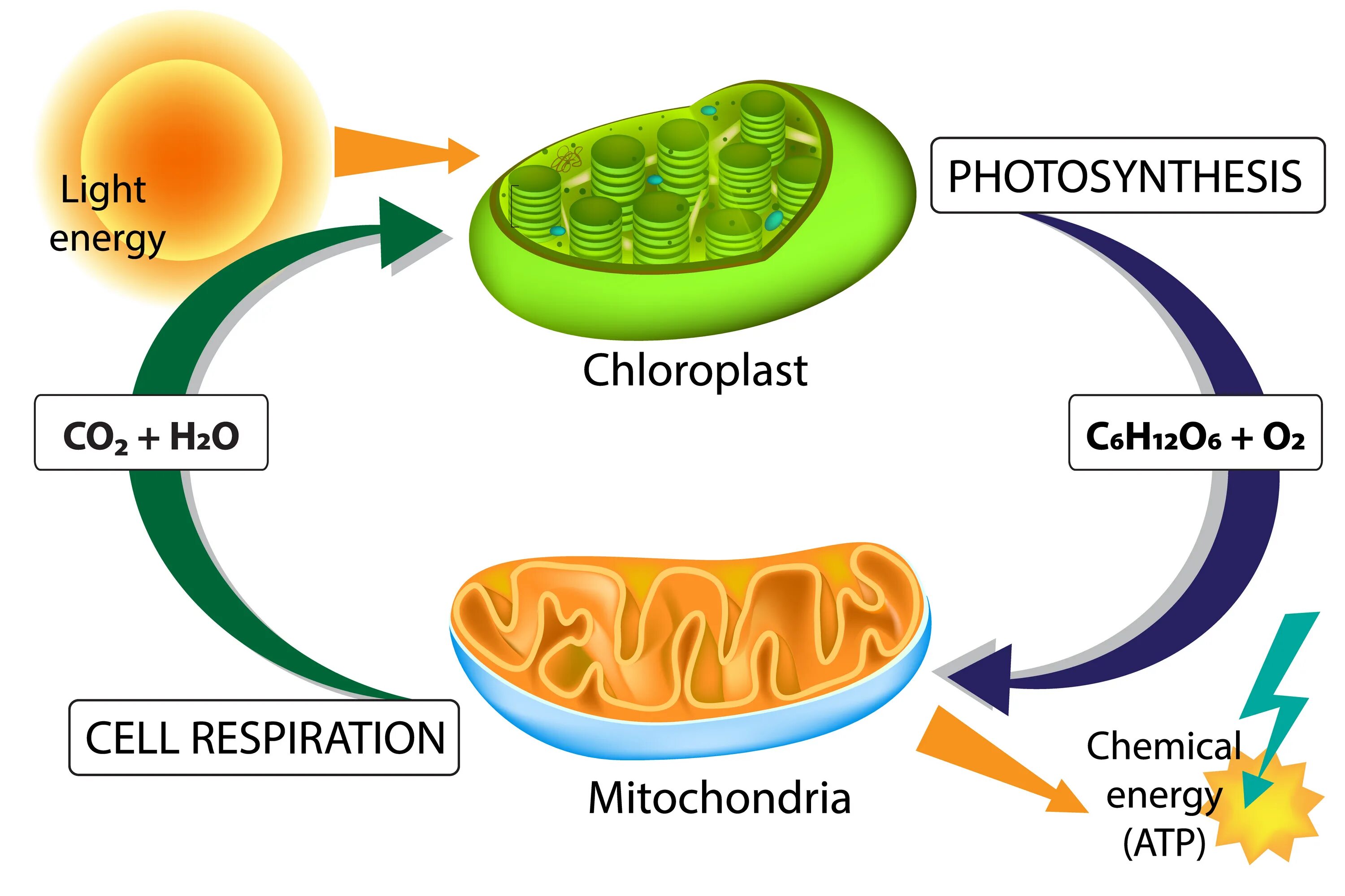 Co2 h2o фотосинтез. Фотосинтез в митохондриях. Клеточное дыхание митохондрии. Митохондрии и хлоропласты. Хлоропласты фотосинтез митохондрия.