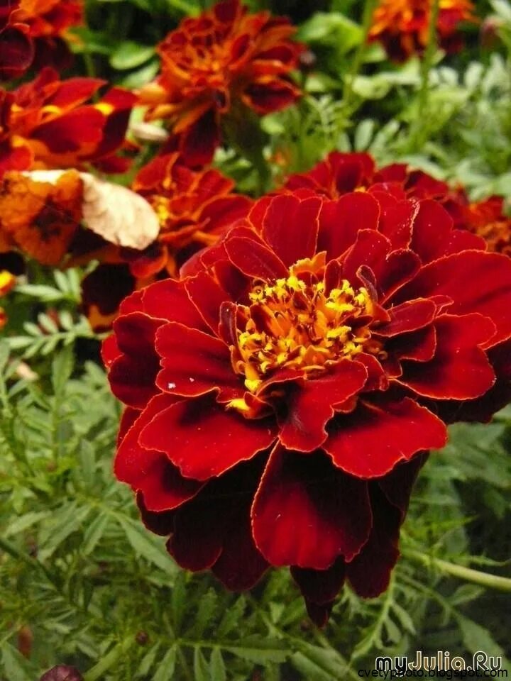 Цветочный бархат. Бархатная ткань. Цветы из бархата. Бархатные садовые цветы. Целозия империалис.