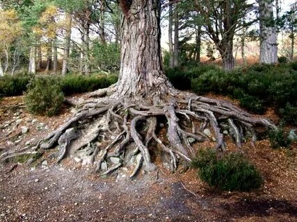 Rooted but not rooted