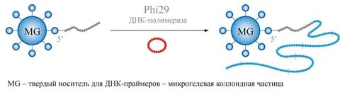 Днк 29
