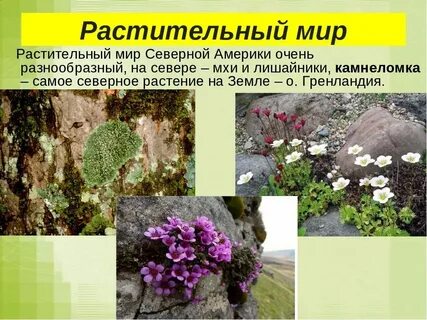 Растения растущие в северной америке