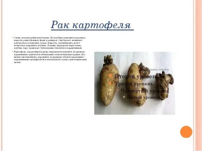 U.S., Canada Take Steps to Stop Spread of Potato Wart Potato Grower Magazine