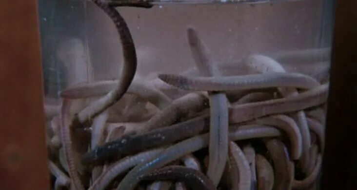 мостовой червь против поезда пожирателя. червь пожиратель видео. червь пожиратель видео. червь пожиратель видео. червь пожиратель алоэ вера.