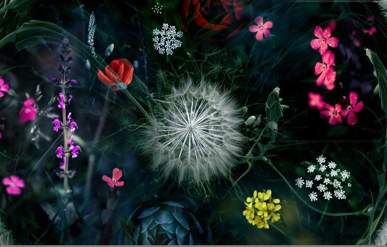 Магические цветы. Волшебные растения. Фантастические цветы. Фон для рабочего стола цветы. Заставки на телефон из галереи