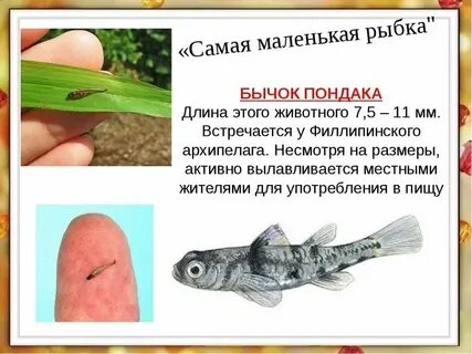 Назовите самого маленького