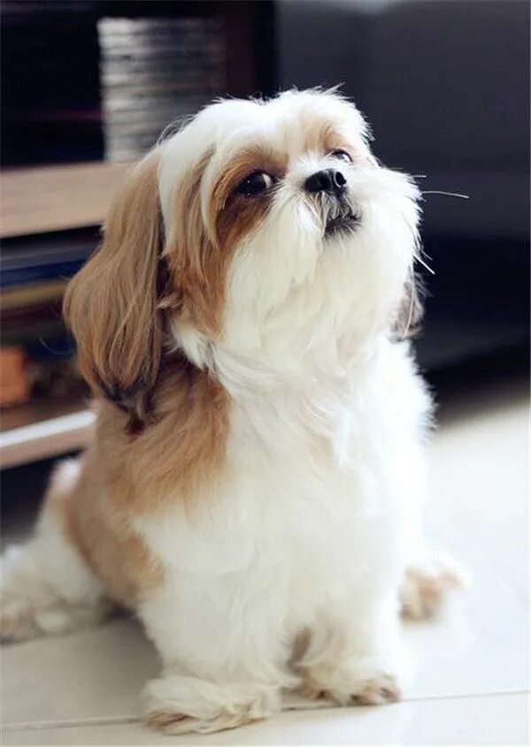 Цу цу цу лов. Ши тцу порода. Щенки ши тцу. Цу цу цу лов. Собака, ц которой глаза вываливаются.