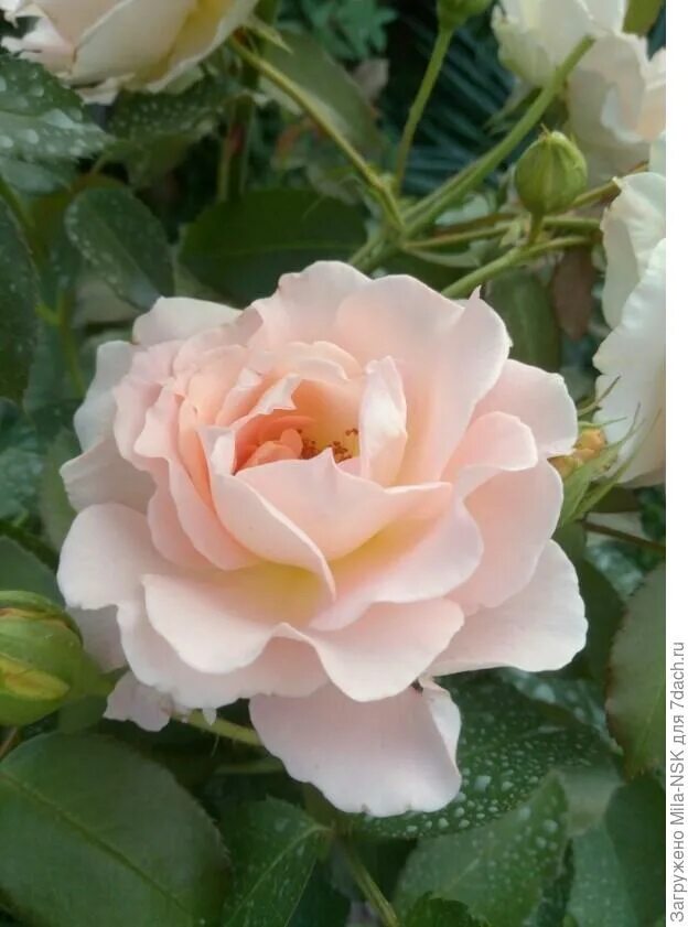 Babe rose. Babe rose. Сорт розы полька. Babe rose. Babe rose.