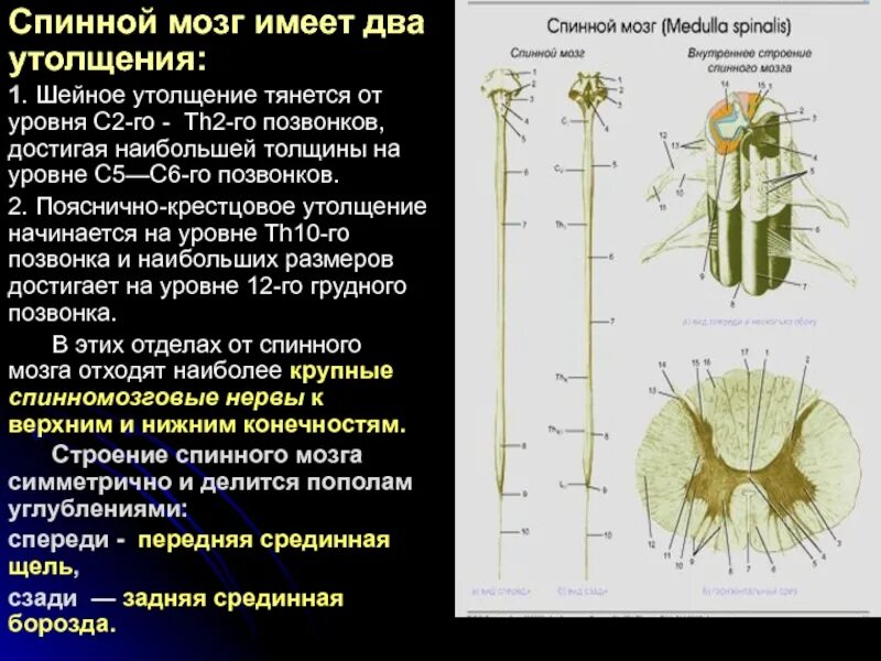 Поражение шейного утолщения спинного мозга. Поясничное утолщение спинного мозга. Пояснично-крестцовое утолщение спинного. Пояснично-крестцовое утолщение спинного мозга располагается.