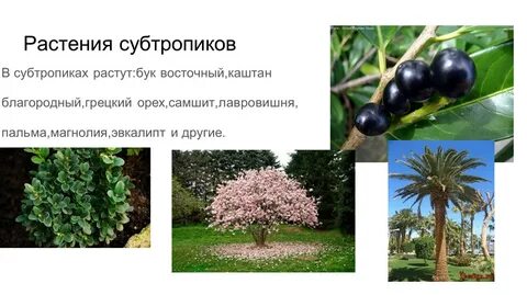 Что растет в субтропиках