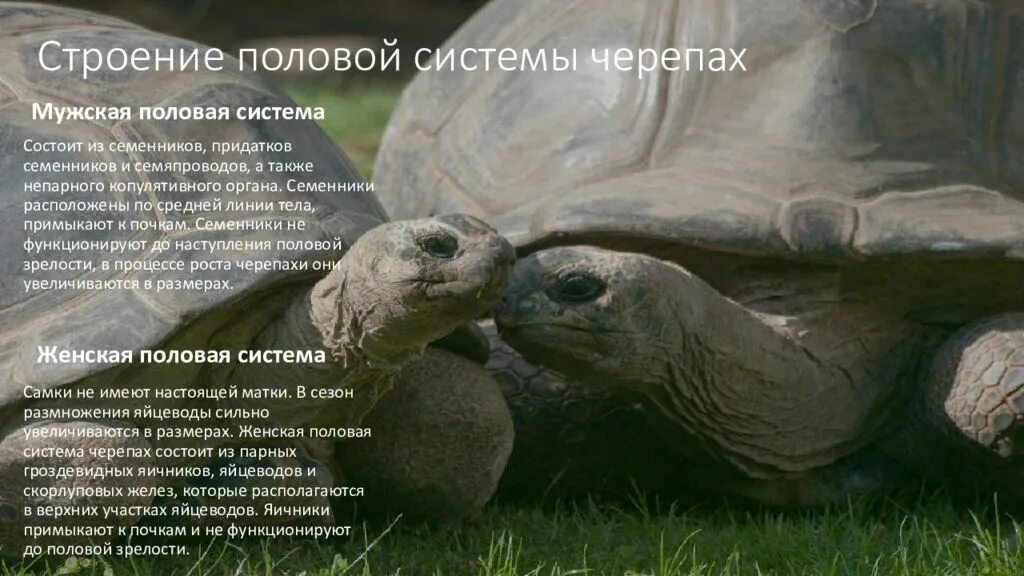 Половое строение черепах. Репродуктивная система черепах. Половой орган черепахи. Репродуктивная система черепах. Красноухая черепаха ареал.