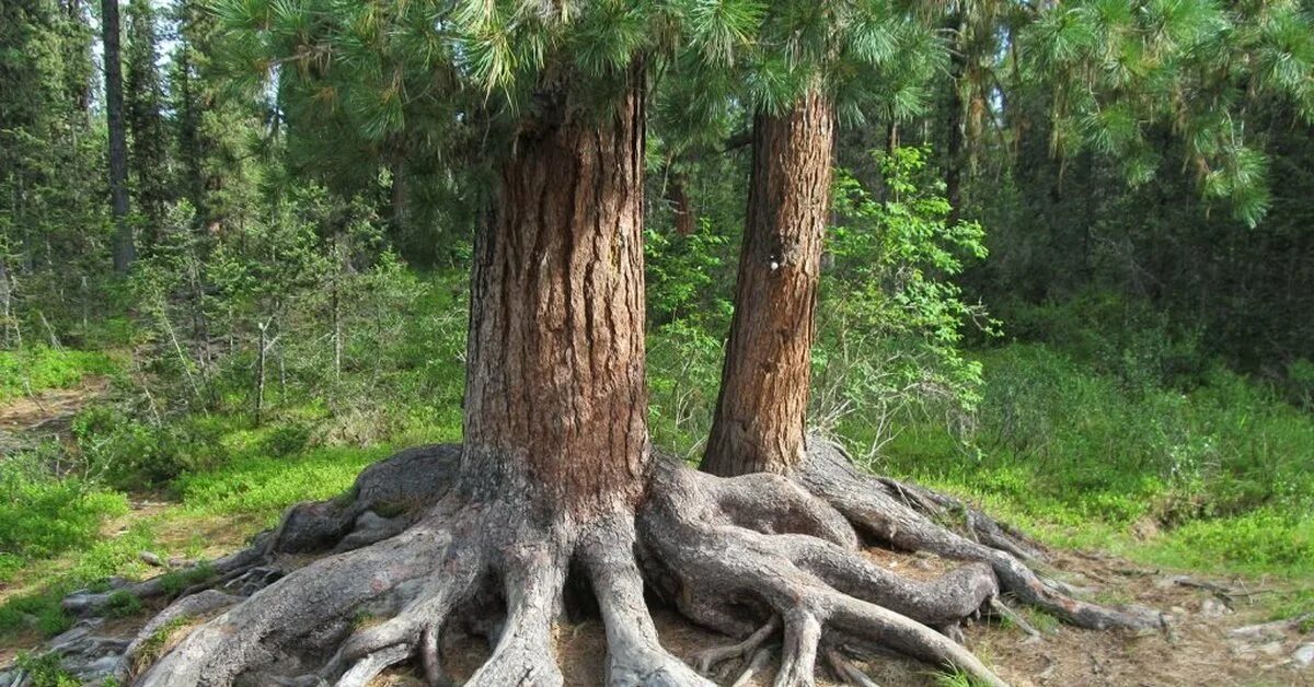 Корневая система хвойных деревьев