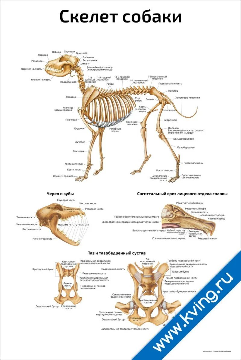 Скелет собаки с подписями. Скелет собаки строение костей. Анатомия скелета собаки Ветеринария. Скелет собаки с описанием костей. Костное строение собаки.