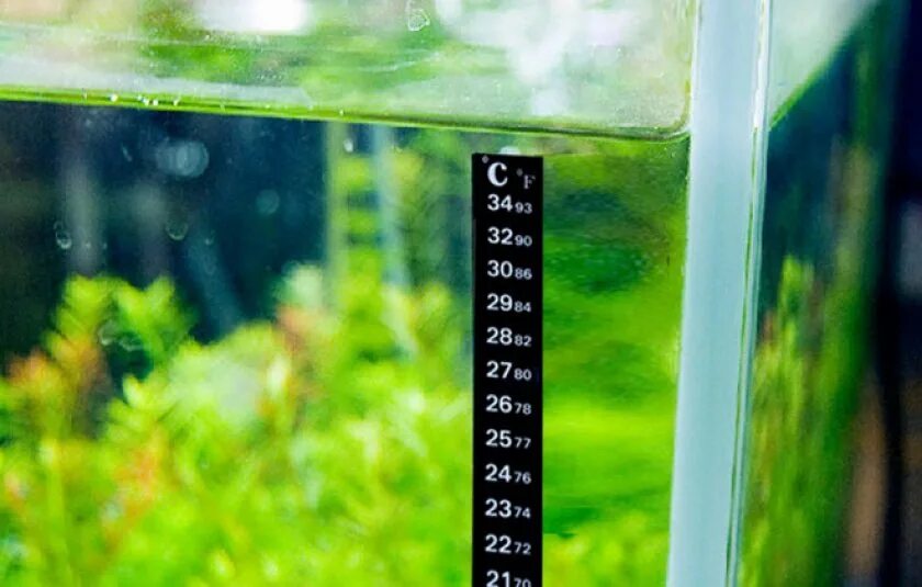 Термометр для аквариума. Сколько градусов должно быть в аквариуме. Расчет нагревателя для аквариума. Водонагреватель для аквариума расчет. Температура воды для аквариумных рыбок.