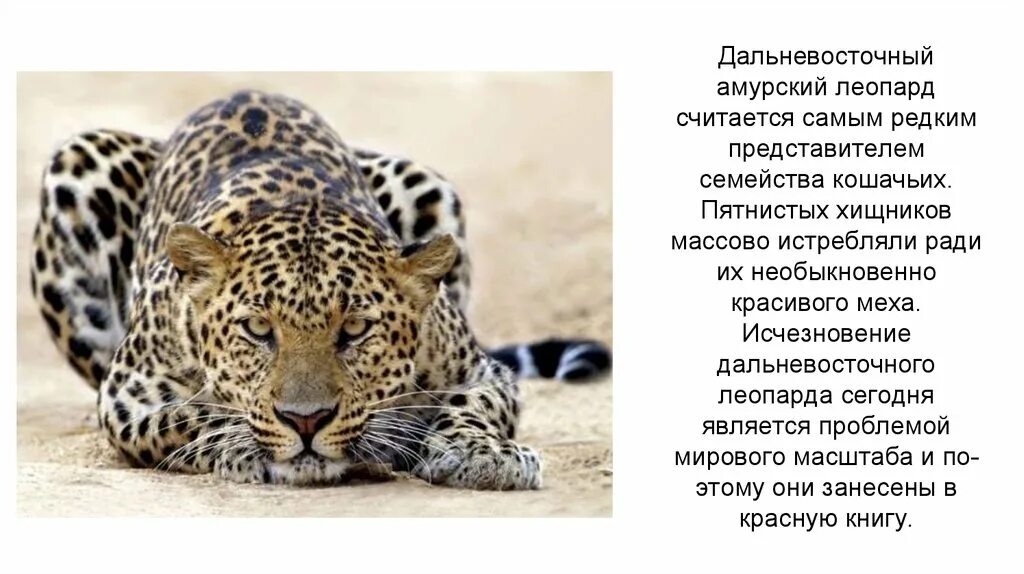 Леопард читать. Дальневосточный леопард проект. проект про леопарда. леопард картинки с описанием. пятнистые животные.
