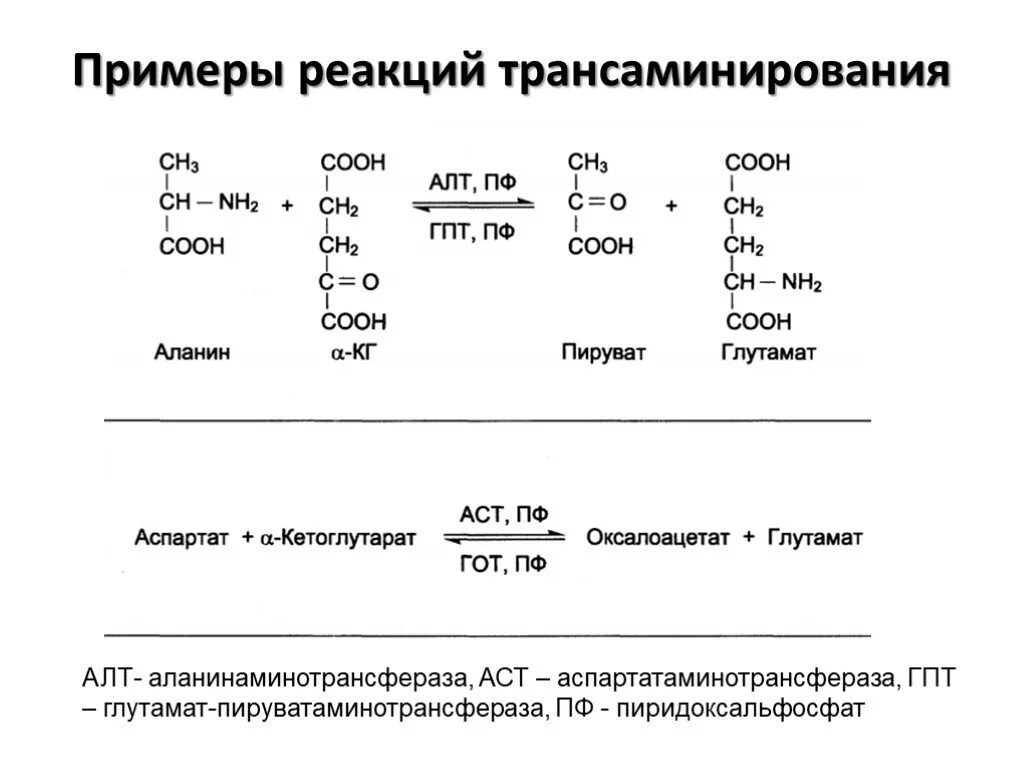 Аланинаминотрансфераза катализирует реакцию. АСТ реакция биохимия. Трансаминирование между глутаматом и пируватом. Пример трансаминирования аминокислот.