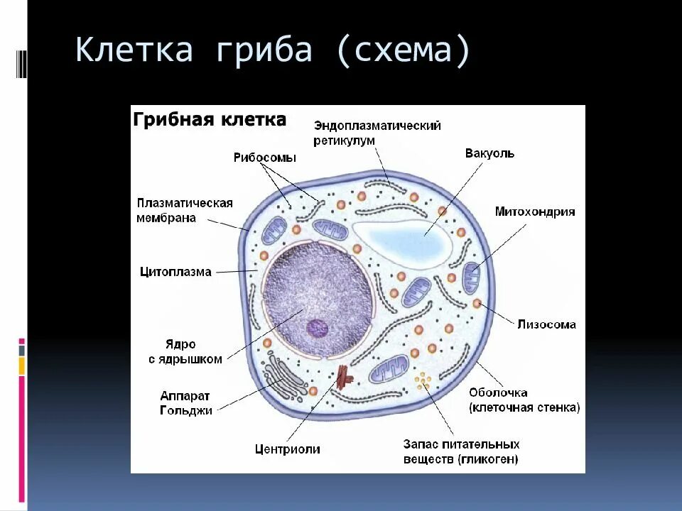 Строение эукариотической клетки грибов. Эукариотическая клетка грибная. Строение эукариотической клетки гриба. Клетка эукариот грибы.