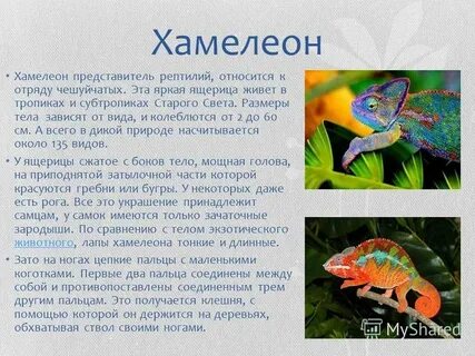 Краткий рассказ про хамелеона