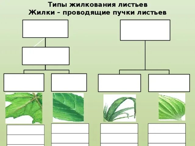 3 типы жилкования. Типы жилкования листьев. Проводящие пучки жилки. Типы жилкования листьев 6 класс биология. Линейное жилкование листа.