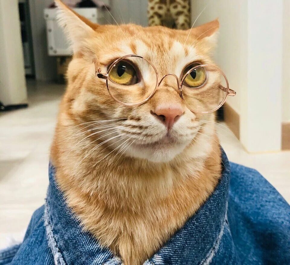 О коте ученом