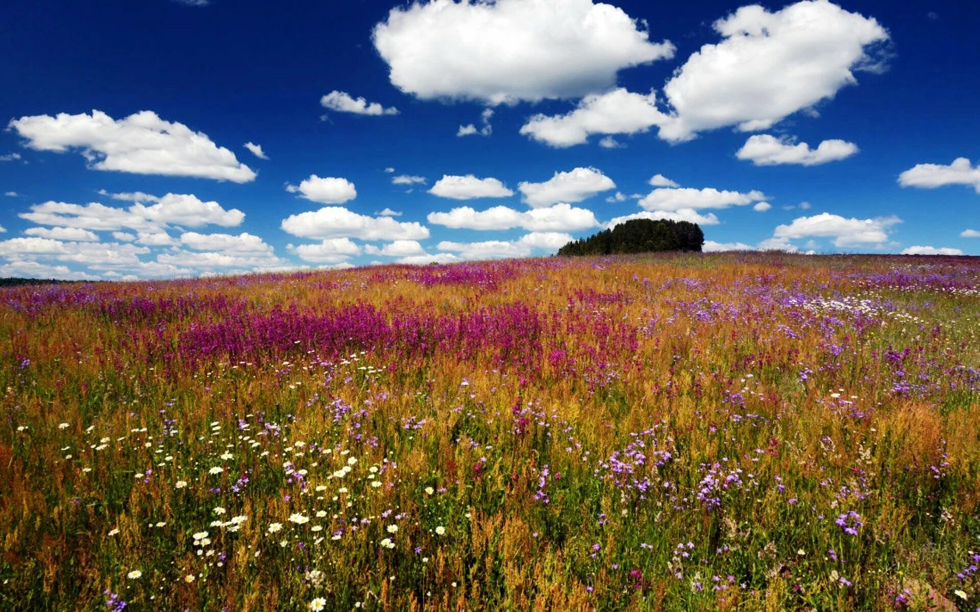 Оренбург горизонт степь. Канзас степь. Поля разнотравье алтая. Казинская степь. Над широкой степью хищный коршунов вьётся.