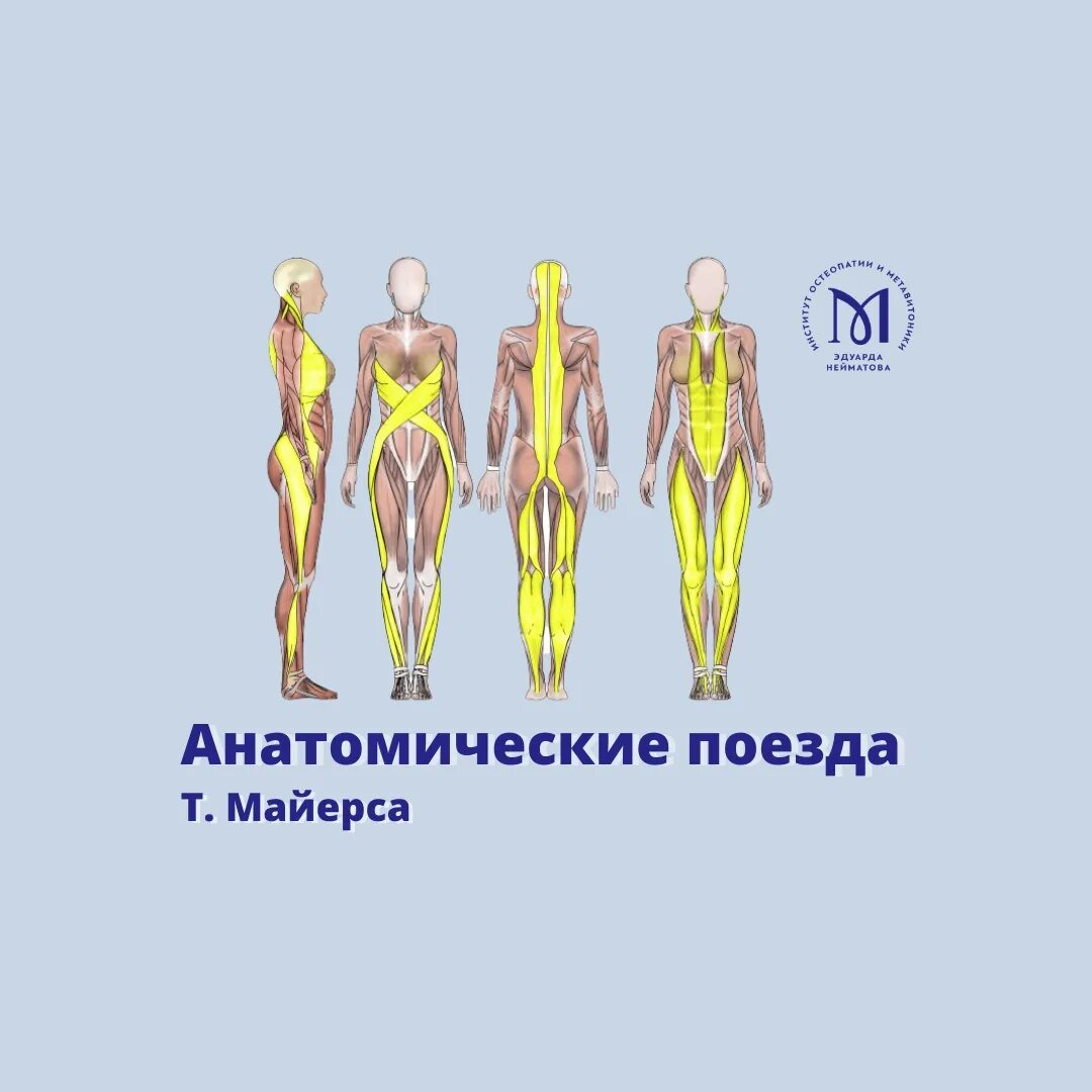 Метавитоника. Анатомия поезда Томаса Майерса. Анотлмические поезда том Маерс.