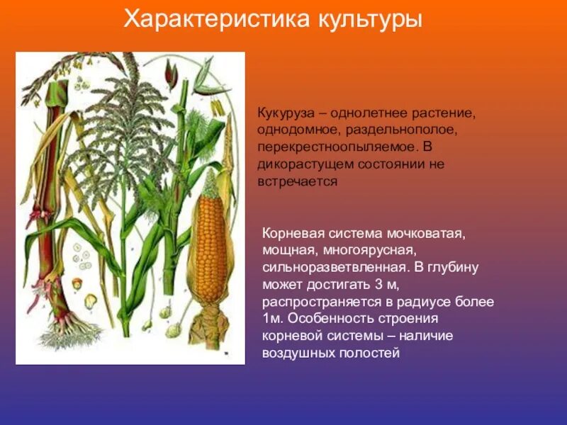 Охарактеризуйте особенности внешнего строения корня 6 класс